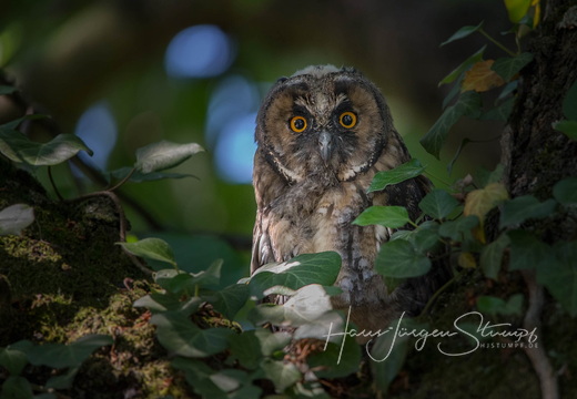 Eulen, Spechte