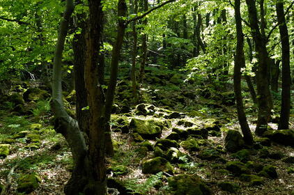 Rhoen 2007 07