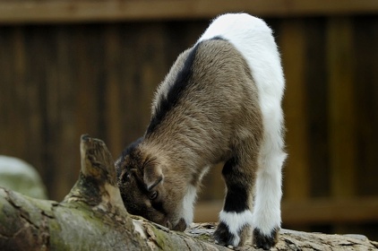 Zoo FFM 07 017
