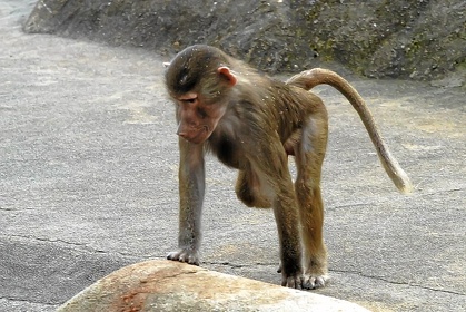 Zoo FFM 07 031