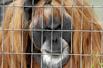 Zoo FFM 07 035