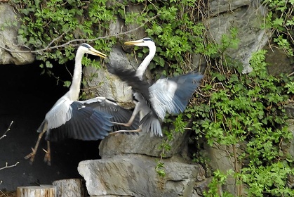 Zoo FFM 07 039