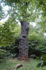 121 Ruegen04