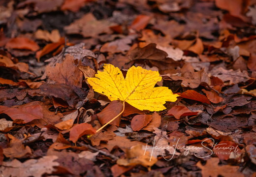 Herbst