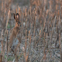 Tiere rund um Wachenbuchen