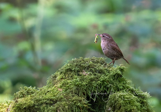Singvögel - der große Rest