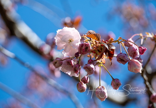 Frühling
