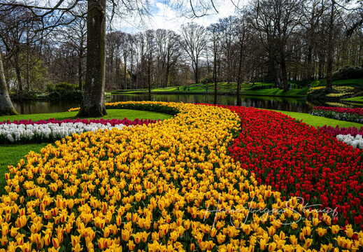 Osterkreuzfahrt zur Tulpenblüte 2026